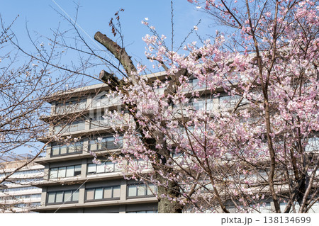 桜咲くビル街の都市風景 138134699