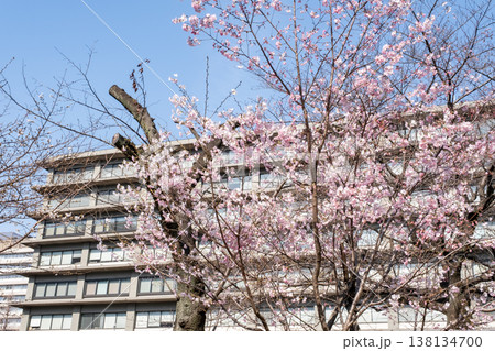 桜咲くビル街の都市風景 138134700