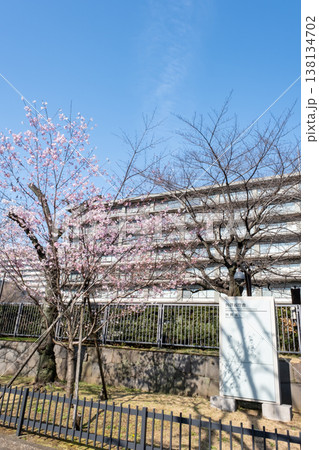 桜咲くビル街の都市風景 桜咲くビル街の都市風景 138134702