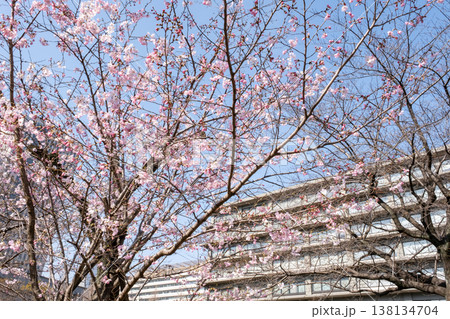 桜咲くビル街の都市風景 桜咲くビル街の都市風景 138134704