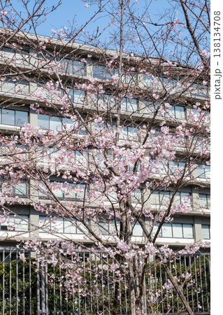 桜咲くビル街の都市風景 桜咲くビル街の都市風景 138134708