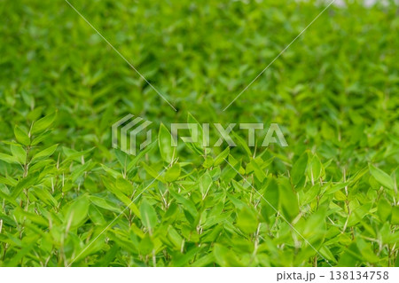 鮮やかな緑の竹の葉の背景 爽やかな新緑のテクスチャ 138134758