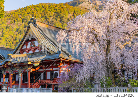 (山梨県)身延山久遠寺、朝の光に輝く満開のしだれ桜 (山梨県)身延山久遠寺、朝の光に輝く満開のしだれ桜 138134820