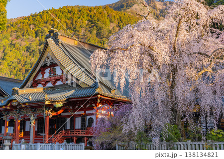 （山梨県）身延山久遠寺、朝の光に輝く満開のしだれ桜 138134821