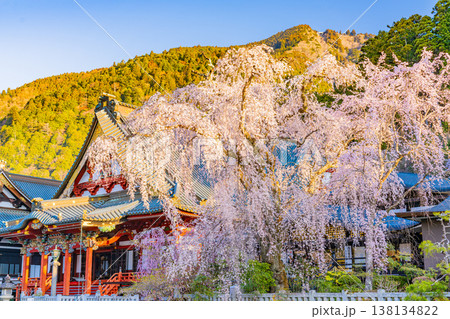 (山梨県)身延山久遠寺、朝の光に輝く満開のしだれ桜 (山梨県)身延山久遠寺、朝の光に輝く満開のしだれ桜 138134822