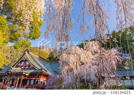 （山梨県）身延山久遠寺、朝の光に輝く満開のしだれ桜 138134823