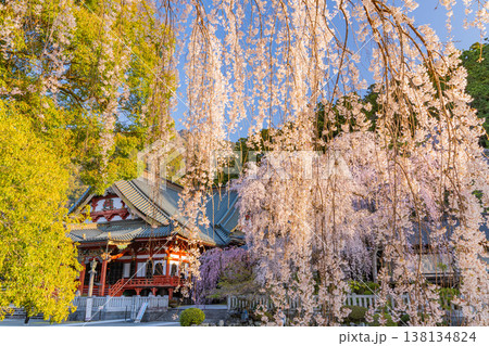 （山梨県）身延山久遠寺、朝の光に輝く満開のしだれ桜 138134824