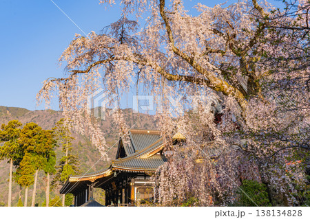 (山梨県)身延山久遠寺、朝の光に輝く満開のしだれ桜 (山梨県)身延山久遠寺、朝の光に輝く満開のしだれ桜 138134828