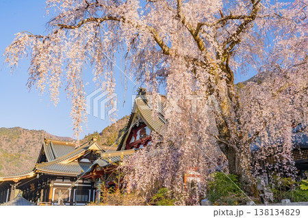 (山梨県)身延山久遠寺、朝の光に輝く満開のしだれ桜 (山梨県)身延山久遠寺、朝の光に輝く満開のしだれ桜 138134829