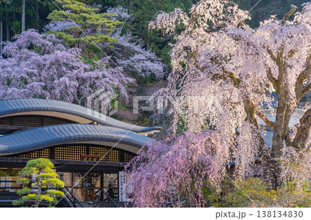 (山梨県)身延山久遠寺、朝の光に輝く満開のしだれ桜 (山梨県)身延山久遠寺、朝の光に輝く満開のしだれ桜 138134830