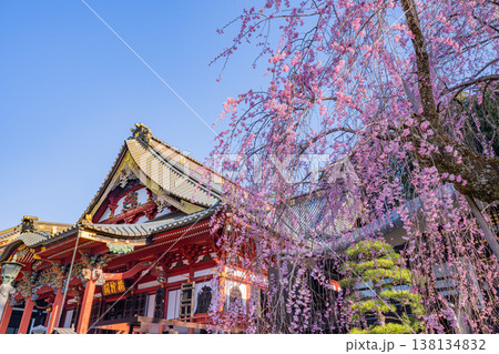 (山梨県)身延山久遠寺、朝の光に輝く満開のしだれ桜 (山梨県)身延山久遠寺、朝の光に輝く満開のしだれ桜 138134832