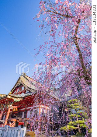 （山梨県）身延山久遠寺、朝の光に輝く満開のしだれ桜 138134833