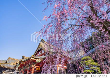 (山梨県)身延山久遠寺、朝の光に輝く満開のしだれ桜 (山梨県)身延山久遠寺、朝の光に輝く満開のしだれ桜 138134834