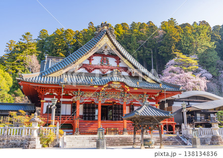 (山梨県)身延山久遠寺、朝の光に輝く満開のしだれ桜 (山梨県)身延山久遠寺、朝の光に輝く満開のしだれ桜 138134836