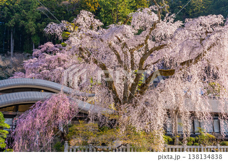（山梨県）身延山久遠寺、朝の光に輝く満開のしだれ桜 138134838