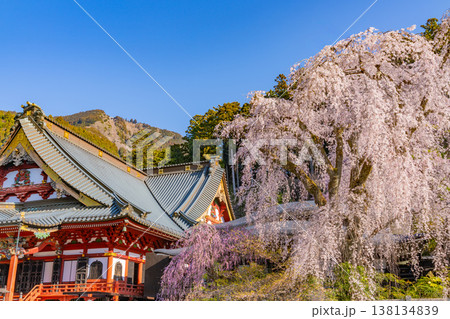 （山梨県）身延山久遠寺、朝の光に輝く満開のしだれ桜 138134839