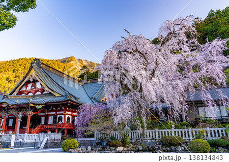 （山梨県）身延山久遠寺、朝の光に輝く満開のしだれ桜 138134843