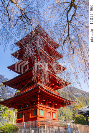 （山梨県）身延山久遠寺　満開のしだれ桜と五重塔　 138134966