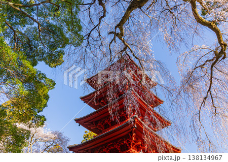 （山梨県）身延山久遠寺　満開のしだれ桜と五重塔　 138134967