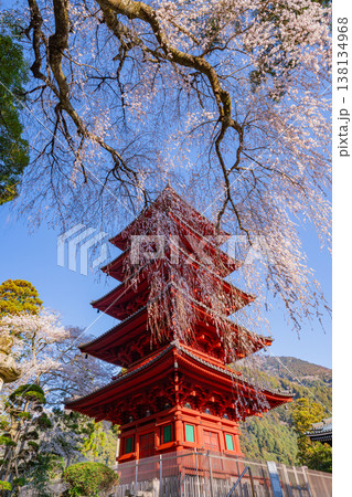 （山梨県）身延山久遠寺　満開のしだれ桜と五重塔　 138134968