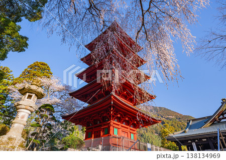 (山梨県)身延山久遠寺 満開のしだれ桜と五重塔 (山梨県)身延山久遠寺 満開のしだれ桜と五重塔 138134969