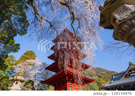 （山梨県）身延山久遠寺　満開のしだれ桜と五重塔　 138134970