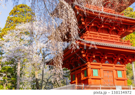 （山梨県）身延山久遠寺　満開のしだれ桜と五重塔　 138134972