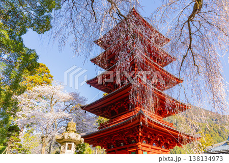 (山梨県)身延山久遠寺 満開のしだれ桜と五重塔 (山梨県)身延山久遠寺 満開のしだれ桜と五重塔 138134973
