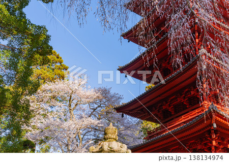 （山梨県）身延山久遠寺　満開のしだれ桜と五重塔　 138134974