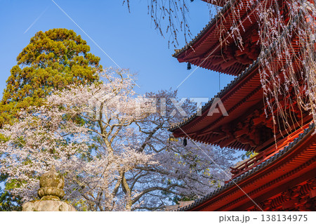 (山梨県)身延山久遠寺 満開のしだれ桜と五重塔 (山梨県)身延山久遠寺 満開のしだれ桜と五重塔 138134975