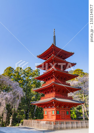 （山梨県）身延山久遠寺　満開のしだれ桜と五重塔　 138134977