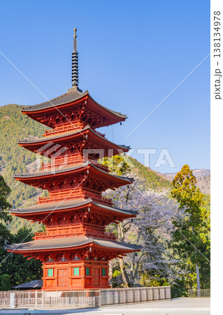 （山梨県）身延山久遠寺　満開のしだれ桜と五重塔　 138134978