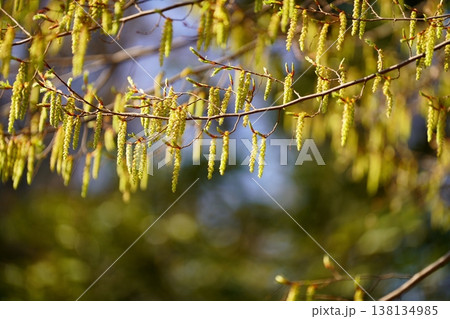 イヌシデの花 イヌシデの花 138134985