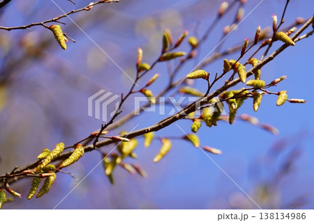 イヌシデの花 イヌシデの花 138134986