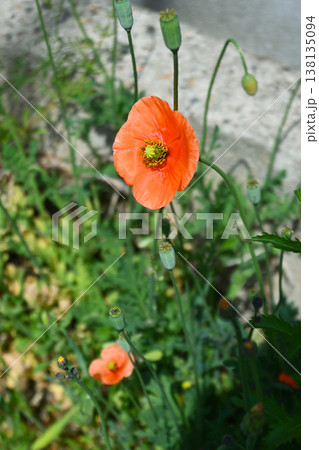 ナガミヒナゲシ 138135094
