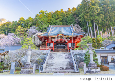（山梨県）身延山久遠寺・拝殿　朝の光に輝く満開のしだれ桜 138135114