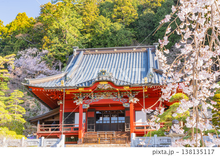 （山梨県）身延山久遠寺・拝殿　朝の光に輝く満開のしだれ桜 138135117