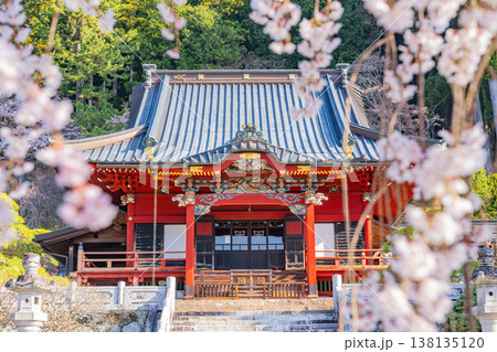 （山梨県）身延山久遠寺・拝殿　朝の光に輝く満開のしだれ桜 138135120