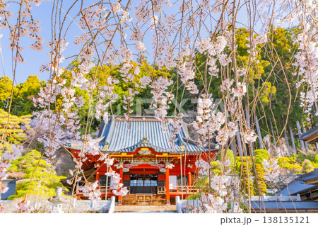 （山梨県）身延山久遠寺・拝殿　朝の光に輝く満開のしだれ桜 138135121
