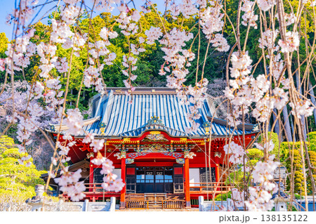 (山梨県)身延山久遠寺・拝殿 朝の光に輝く満開のしだれ桜 (山梨県)身延山久遠寺・拝殿 朝の光に輝く満開のしだれ桜 138135122