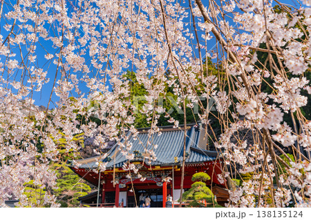 (山梨県)身延山久遠寺・拝殿 朝の光に輝く満開のしだれ桜 (山梨県)身延山久遠寺・拝殿 朝の光に輝く満開のしだれ桜 138135124