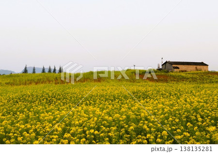 菜の花畑の絨毯　羅平　中国　雲南省　アジア 138135281