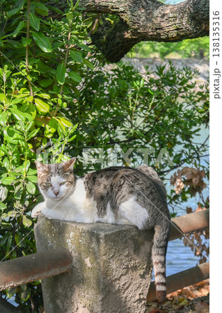 岡山城の猫 岡山城の猫 138135316