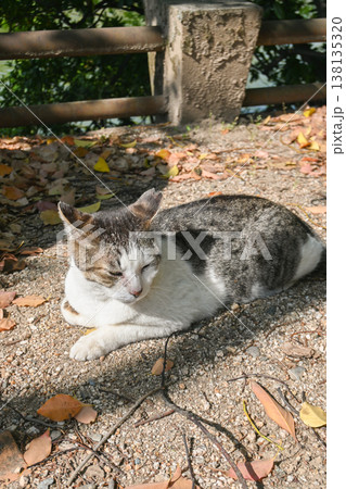 岡山城の猫 岡山城の猫 138135320