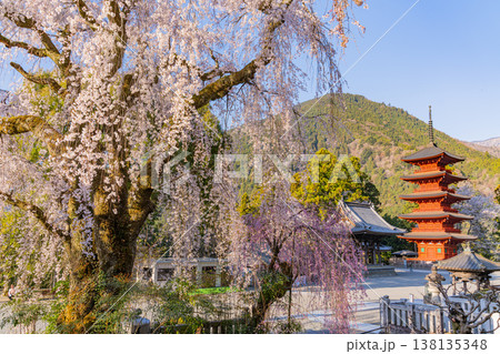 (山梨県)身延山久遠寺、朝の光に輝く満開のしだれ桜と五重塔 (山梨県)身延山久遠寺、朝の光に輝く満開のしだれ桜と五重塔 138135348