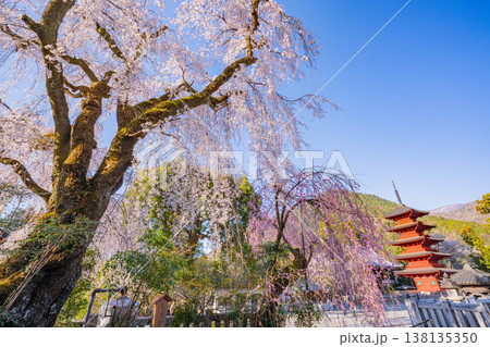 (山梨県)身延山久遠寺、朝の光に輝く満開のしだれ桜と五重塔 (山梨県)身延山久遠寺、朝の光に輝く満開のしだれ桜と五重塔 138135350