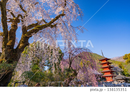(山梨県)身延山久遠寺、朝の光に輝く満開のしだれ桜と五重塔 (山梨県)身延山久遠寺、朝の光に輝く満開のしだれ桜と五重塔 138135351