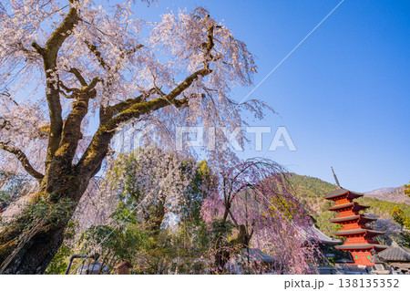 （山梨県）身延山久遠寺、朝の光に輝く満開のしだれ桜と五重塔 138135352