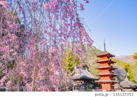 （山梨県）身延山久遠寺、朝の光に輝く満開のしだれ桜と五重塔 138135353