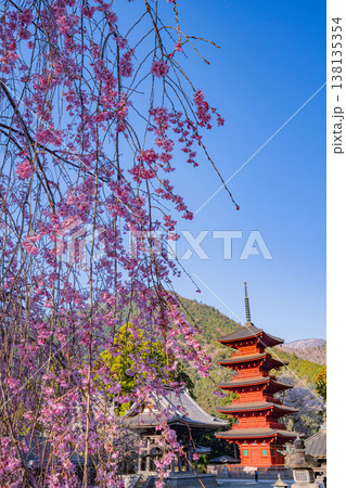 (山梨県)身延山久遠寺、朝の光に輝く満開のしだれ桜と五重塔 (山梨県)身延山久遠寺、朝の光に輝く満開のしだれ桜と五重塔 138135354